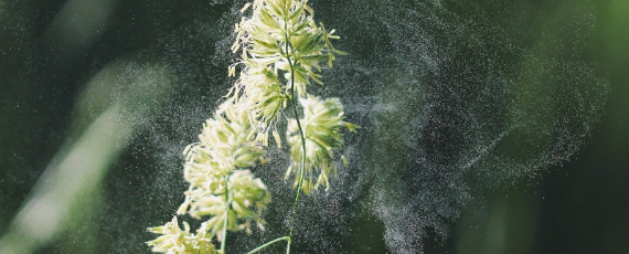 11 Tips for Coping with Springtime Allergies & Asthma: Breathe Easier