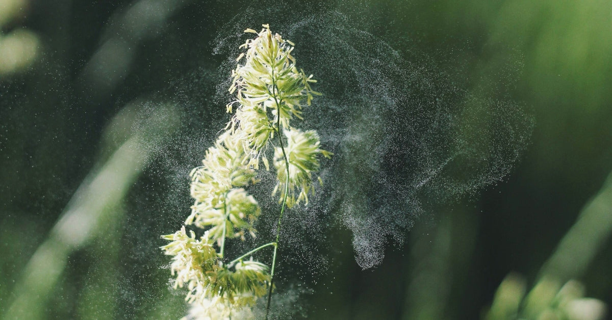 Allergens coming off of a plant