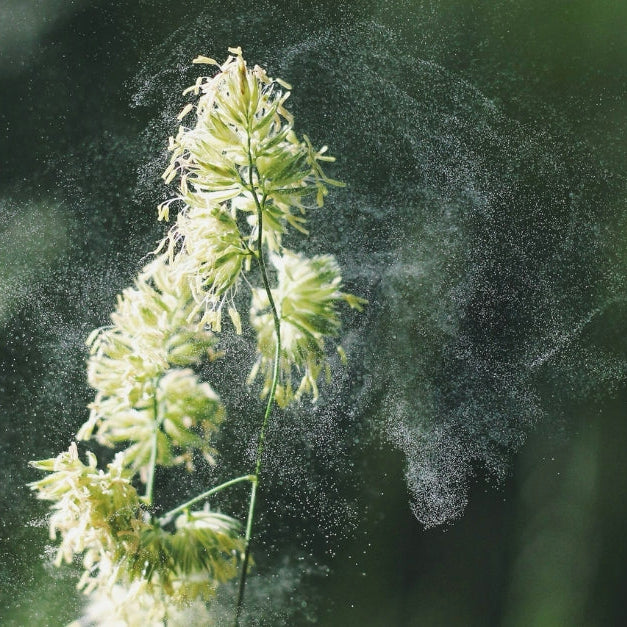 Allergens coming off of a plant