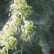 11 Tips for Coping with Springtime Allergies & Asthma: Breathe Easier